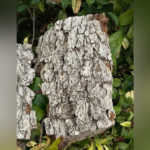 100% AUTHENTIC 150 year old TEXAS PECAN BARK (ARTS&CRAFTS) - Picture 2 of 6